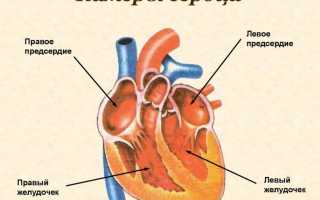 Строение сердца кратко и понятно самое важное