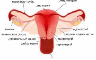 Своевременное выявление и лечение эндометрита — залог беременности в будущем