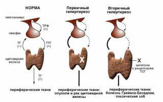 Как взаимосвязаны щитовидная железа и месячные