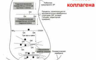 Полезные и вредные свойства молочного гриба